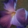 darflower